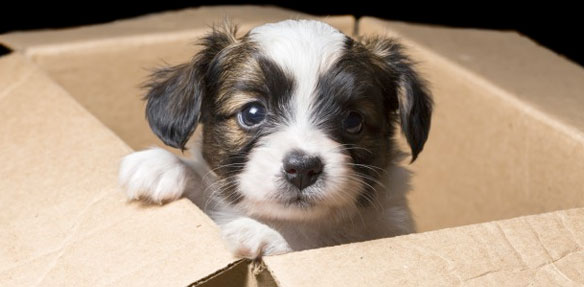 Shipping Pets to South Africa