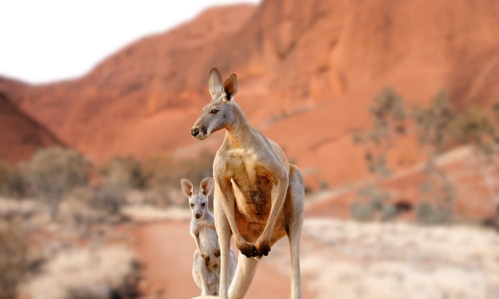 Kangaroo standing up in grasslands in the Australian Outback